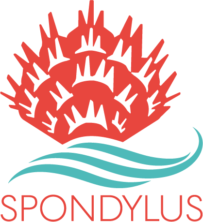 SPONDYLUS BARRA MARINA